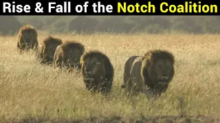 Notch & His Boys | Rise & Fall of the Famous Notch Coalition of Lions