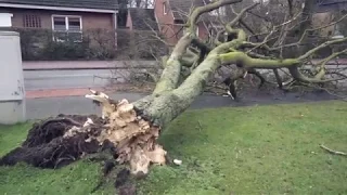 Orkan "Friederike": Die Lage in Münster