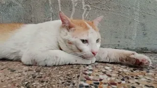 Secret Lives of White & Orange Cats: What Are They Up To? (Spoiler Alert: Napping!)