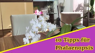 10 Tipps für schöne Phalaenopsis Orchideen