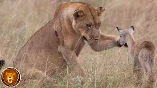 Tiere, die andere Tiere retten