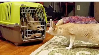 Fennec Fox Sisters are REUNITED after 6 Months!! (Part 1)