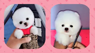 Funny and Cute baby animals pets Videos Compilation 2019 - #1 cutest mini Pomeranian puppies