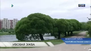 Эжва озеленится ивами