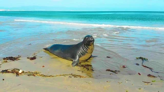Elephant Seals | Northern California