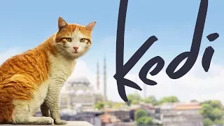 Kedi - Full Length Documentary