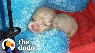 Tiny Newborn Puppy Becomes A Wild Man | The Dodo