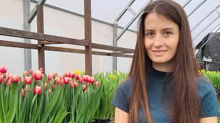 Вигонка ТЮЛЬПАНІВ 🌷 28 день 🚀 зацвіли перші тюльпани