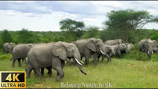 4K Wildlife of Okavango Delta Area, Botswana - Scenic African Wildlife Film With Relaxing Music