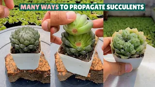 How I Propagate My Sucuclent In Different Ways| 多肉植物 | 다육이들 | Suculentas