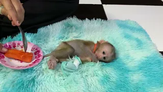 Baby monkey JOSSI waiting mommy cleaning and then eating papaya