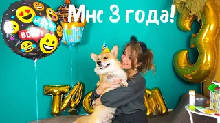 ДЕНЬ РОЖДЕНИЯ СОБАКИ |Грандиозная вечеринка🎉 |РЕЦЕПТ 🎂ТОРТА для собак| Таффи в ШОКЕ 😀