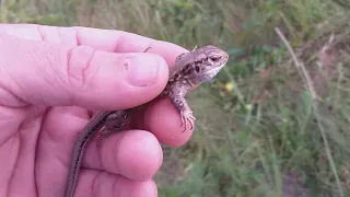 Выпускаем ящериц в естественную среду обитания.