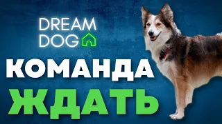 Команда Ждать 🐶 Научить собаку оставаться по команде Жди 🐕 Отучить щенка уходить с места на улице 🐩