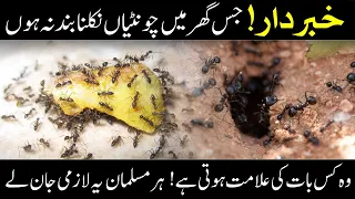 Understand If Ants Do Not Stop Coming Out Of The House | A Story Full Of Islamic Anecdotes | IT