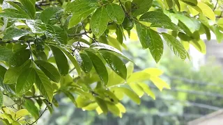 Relaxing Rain with Chirping Birds