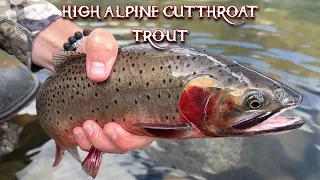 HIKING in Colorado's Alpine's for CUTTHROAT TROUT!!