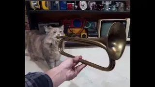 the cat is using a instrument to play music