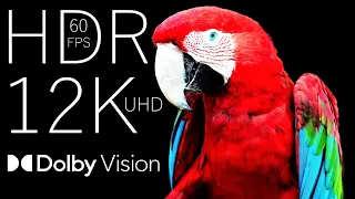 12K HDR 60fps Dolby Vision | See a Billion Colors