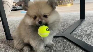 8 WEEK OLD POMERANIAN PUPPY | PLAYS WITH TENNIS BALL! (FUNNY+CUTE)