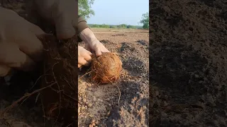 unbelievable sprouted coconut cutting skills , look at the sprouted inside, that's so great #coconut