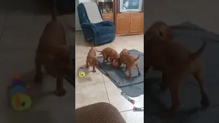 8 weeks old vizsla puppies 1