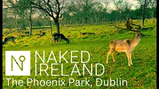 Deer in the centre of Dublin!. You MUST visit the Phoenix Park in Dublin - Incredible!