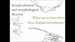 Seminar 10: Sexual selection and morphological diversity among New Zealand invertebrates