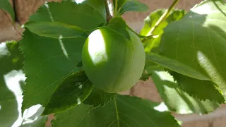 Multi Grafted Tree, Plum, Peach, & Apricot