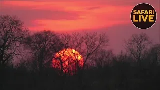 safariLIVE - Sunset Safari - September 17, 2018