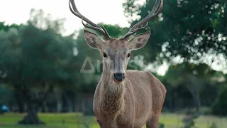 THINGS YOU DON'T KNOW ABOUT DEERS 4K