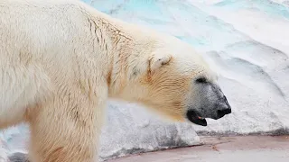 Eisbär - Der Größte Fleischfresser Auf Dem Land / Dokumentation