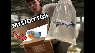 Mystery predator fish box