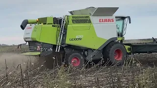 Уборка подсолнечника Lexion 670.