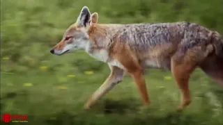 New born impala escape from the chase of jackal  Impala Giving Birth