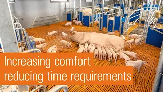 Group housing of lactating sows: group farrowing pen with free-acces function | AGILO FB