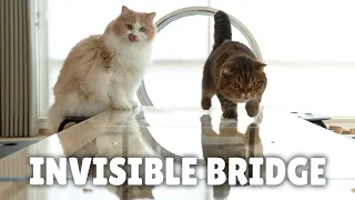 Invisible Bridge Crossing Challenge