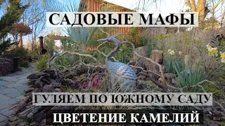 МОИ САДОВЫЕ МАФЫ / Цветущий  ЮЖНЫЙ САД / Цветут камелии ! Обзор коллекционного сада