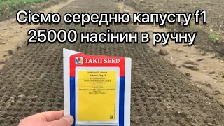 Сіємо середню капусту f1 25 000 насінин у відкритий ґрунт, виставляємо вручну по одну насінину