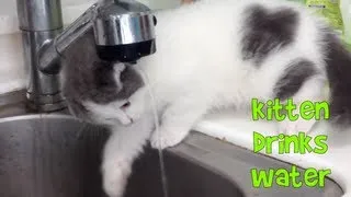 Dr. Meemersworth the Scottish Fold Kitten Drinking Tap Water