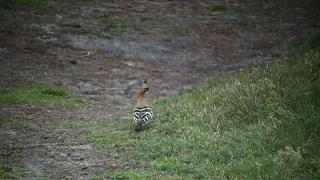 Eurasian Hoopoe   Hop   Texel   The Netherlands   Luuk Punt 240503