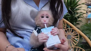 Baby Monkey SUGAR Loves New Milk Flavor