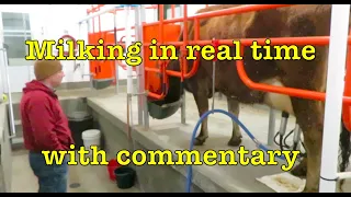 Milking Cows in Real Time with Dairy Farmer Commentary: See how we milk and learn about our cows