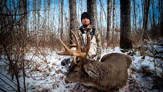 Alberta Droptine Whitetail - Heavy Dark Bush Deer