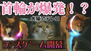 【犬猫アテレコ】ピカピカ首輪で愉快な散歩 and 落ち込む犬と猫