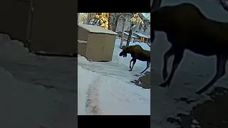 man hides in a shed from a bull moose 😧😂