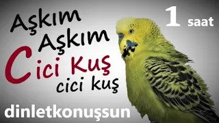 Çok Net Gerçek Muhabbet Kuşu Sesi Aşkım Aşkım Cici kuş Konuşan Muhabbet Kuşu Fıstık Dinlet Konuşsun