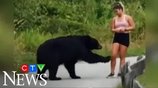 Caught on camera: Bear takes swipe at hiker in B.C.