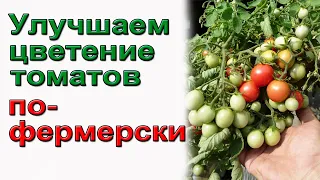 Надежное опыление томатов.  Фермерский способ