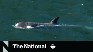 Researchers use AI tool to try and locate family of freed orca